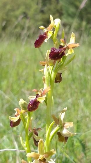 blühende Spinnenragwurz