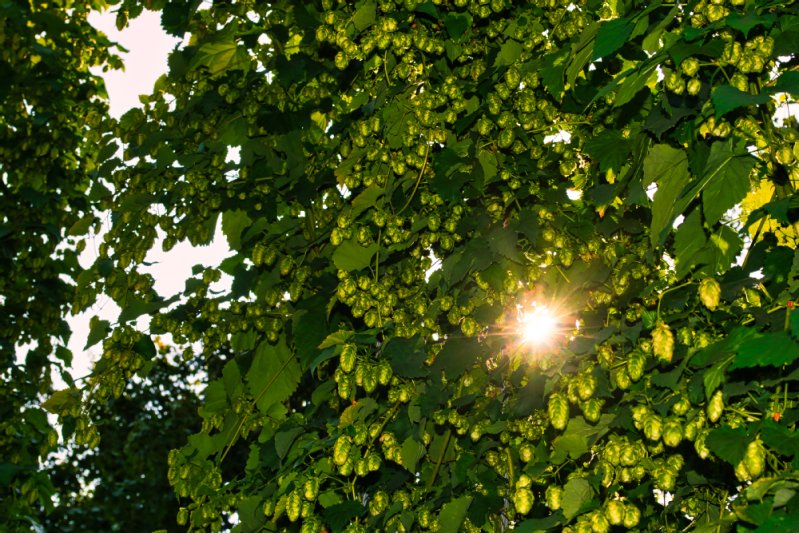 Blick auf den Hopfengarten in Distelhausen.