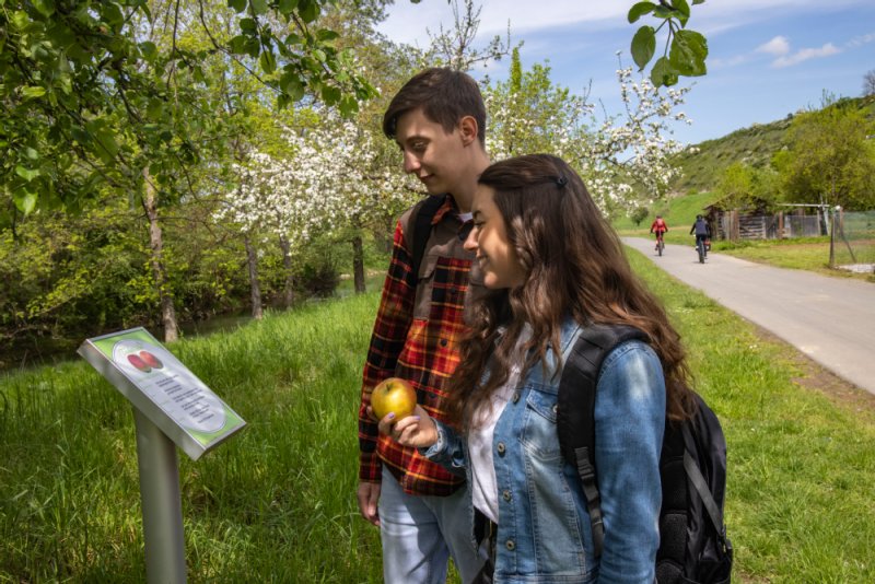 Besucher entlang des Streuobstwiesenlehrpfades, erkunden Wissenswertes zu den Streuobstwiesen entlang der Tauber.